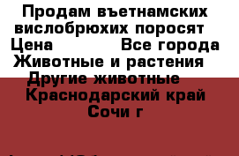 Продам въетнамских вислобрюхих поросят › Цена ­ 2 500 - Все города Животные и растения » Другие животные   . Краснодарский край,Сочи г.